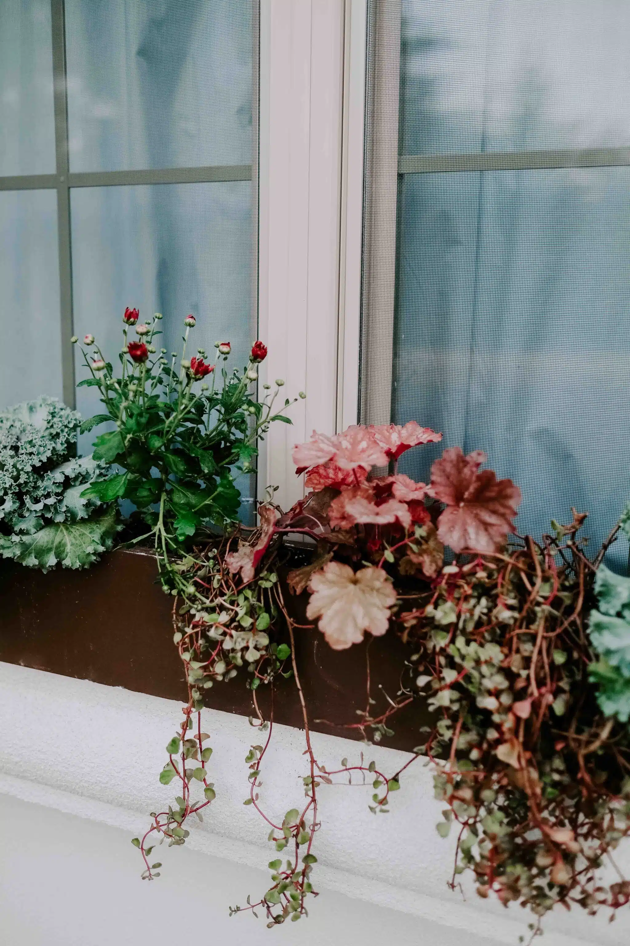 fall plants window box