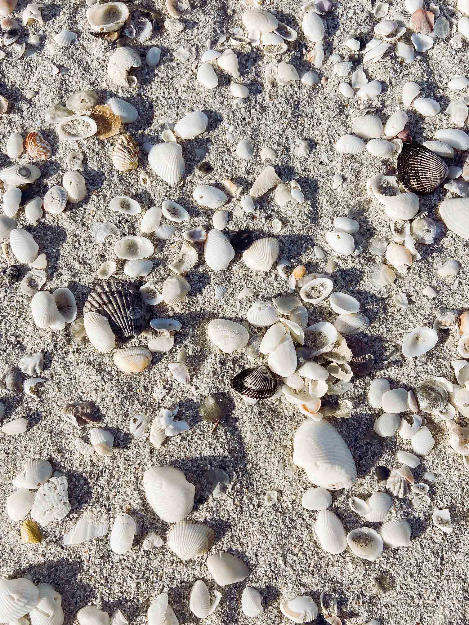 shells at Marco Island