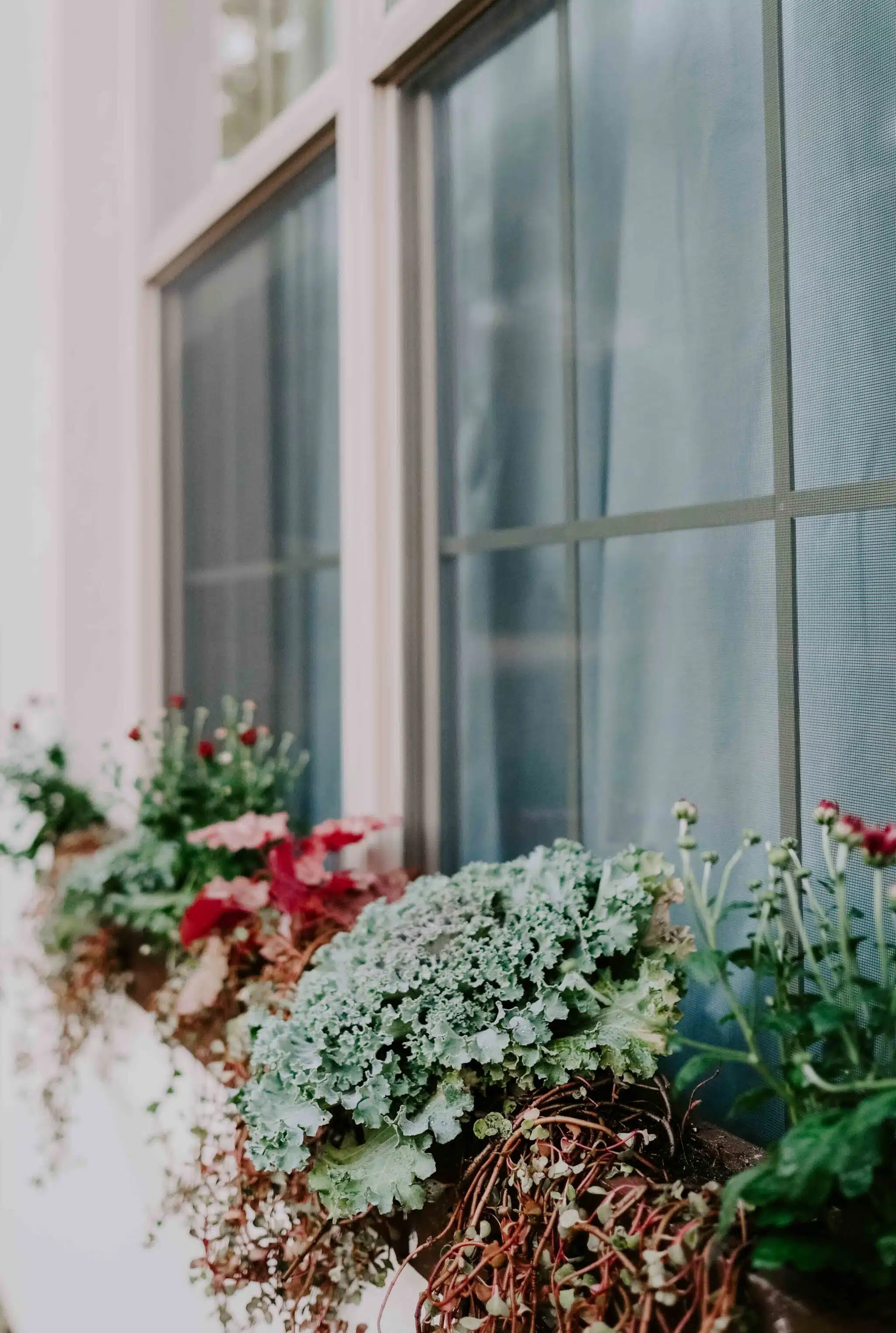 fall window box plants