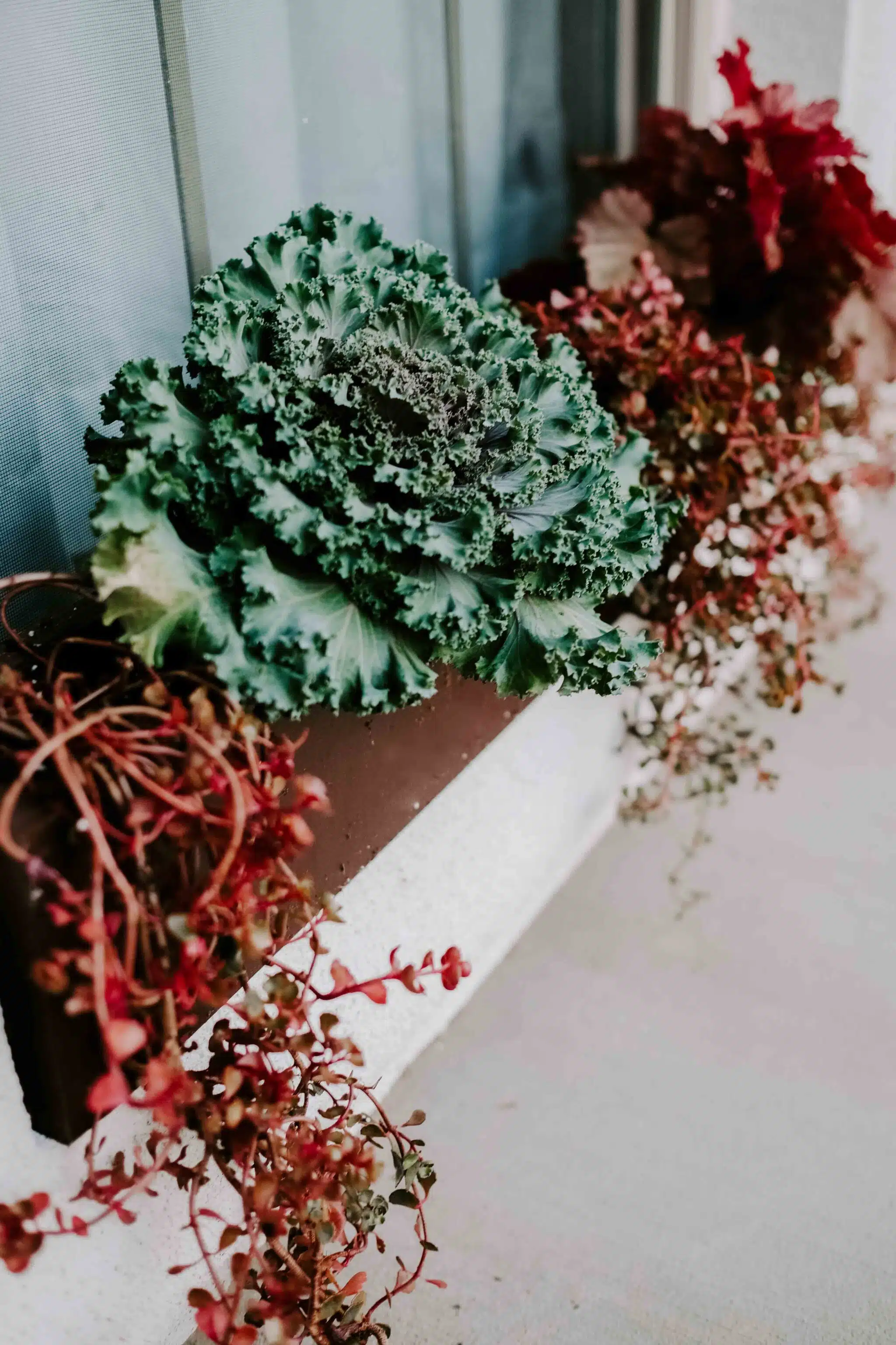 fall window box plants