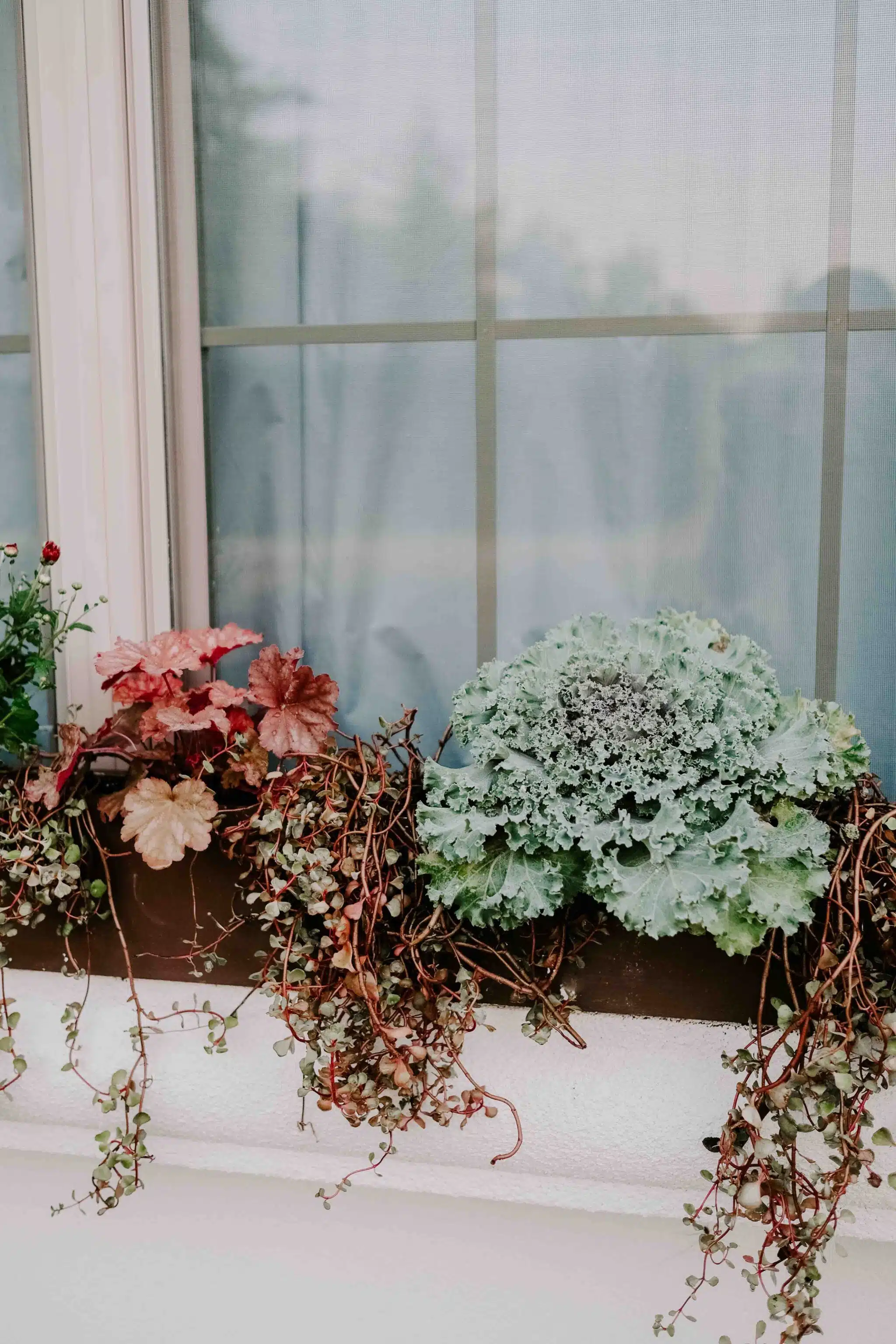 fall plants window box