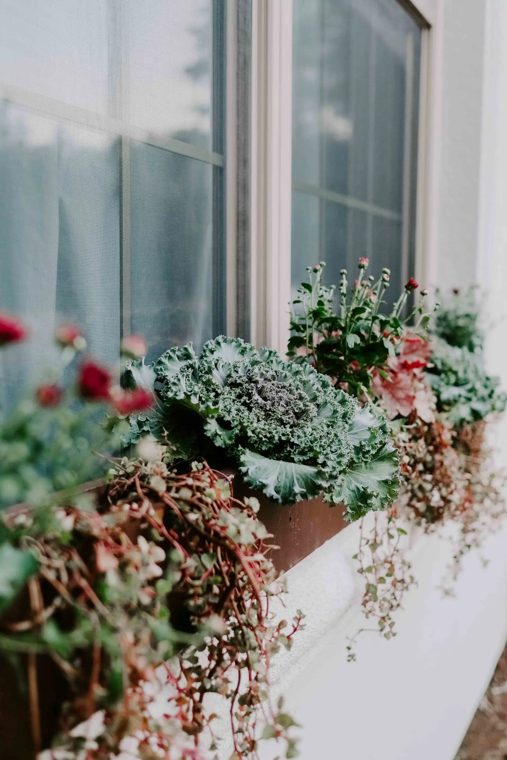 fall plants window box